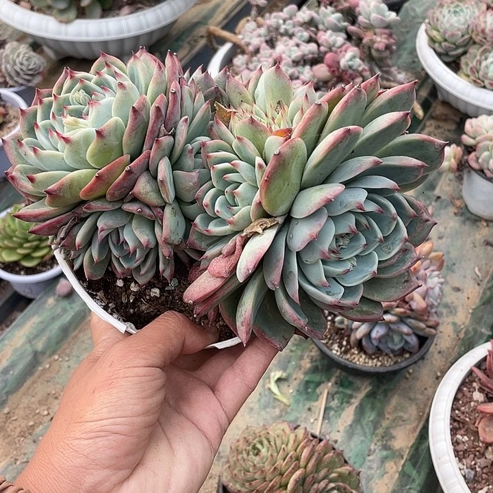 烛***光吉娃娃群生一物一拍