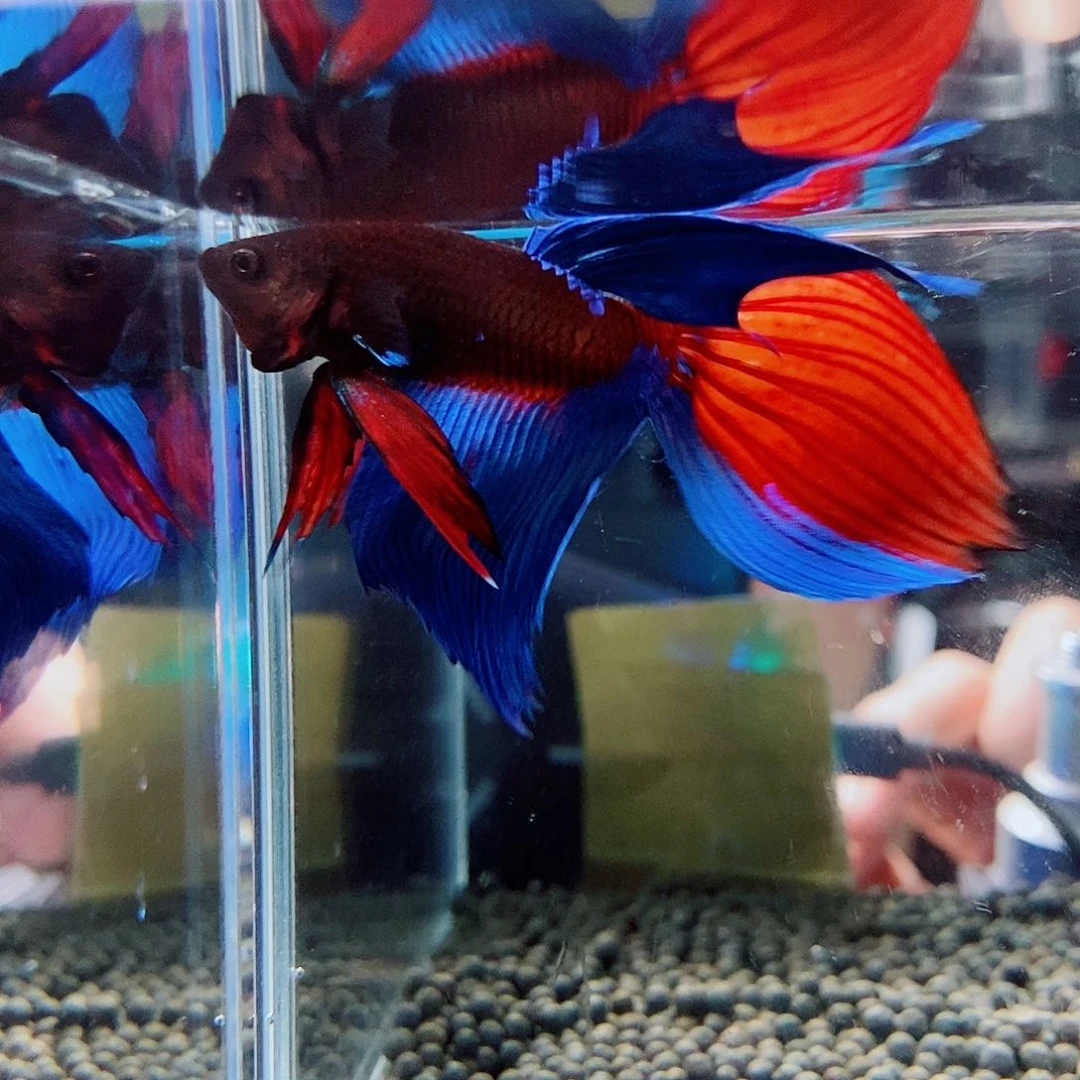 斗鱼黑151号a a a a a