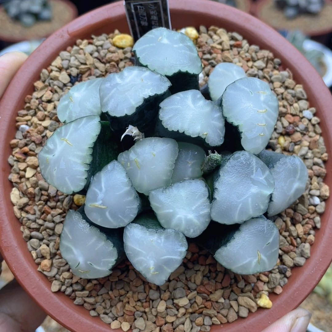 白瓷万象母本非组呸