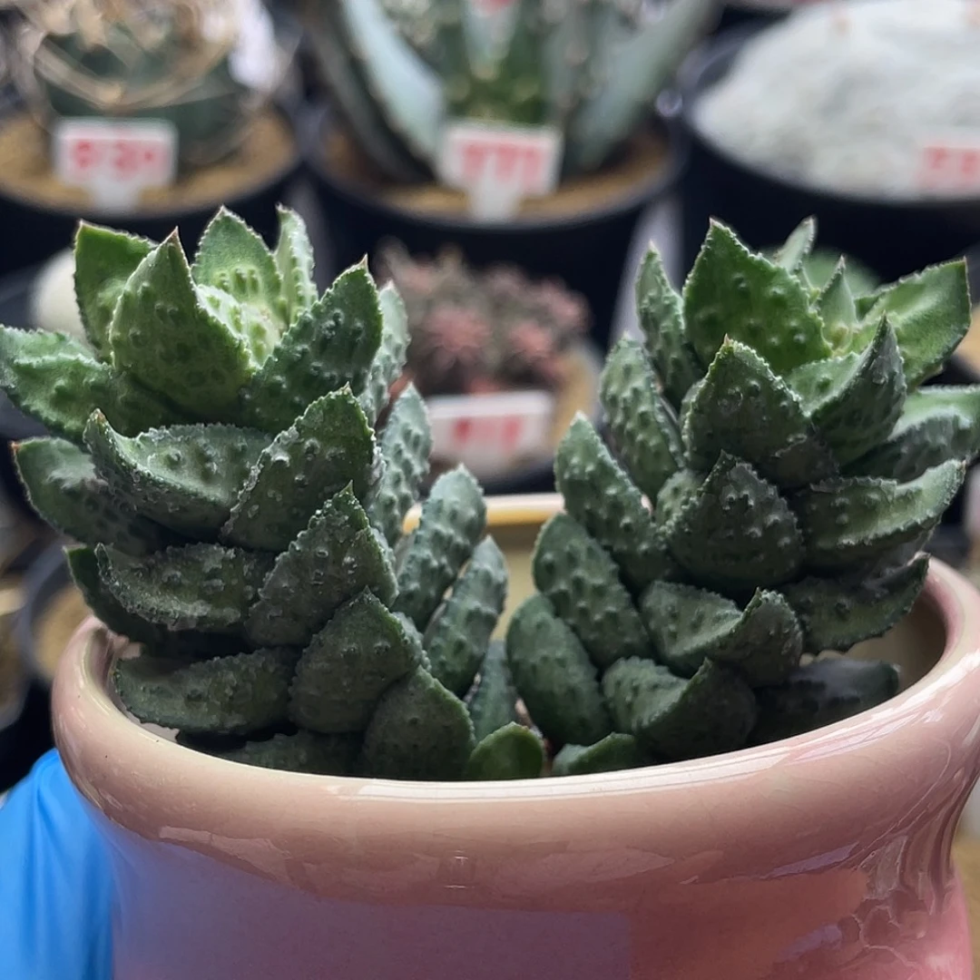 实生双头丸叶炎之塔