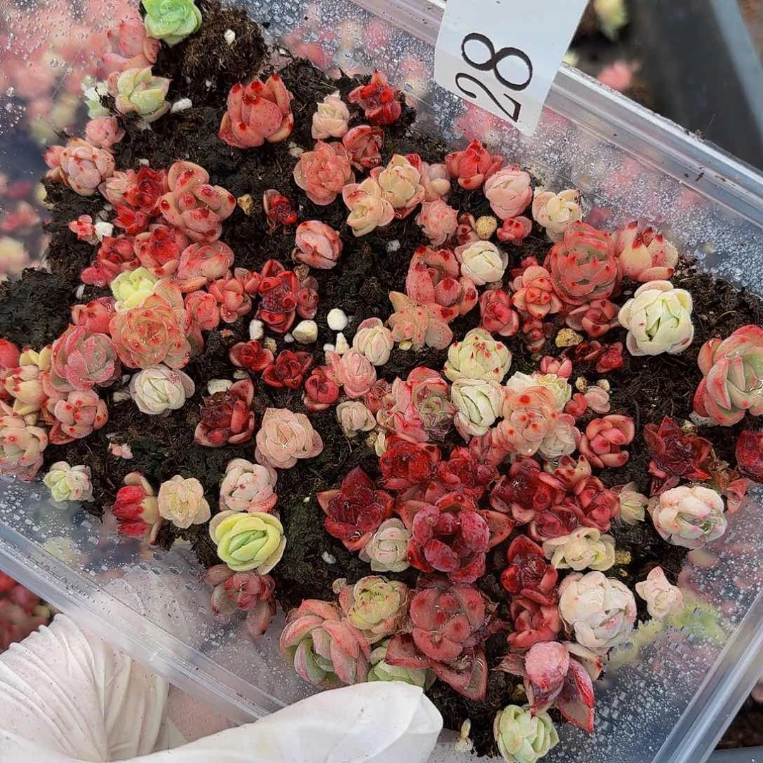 多肉植物多肉植物28