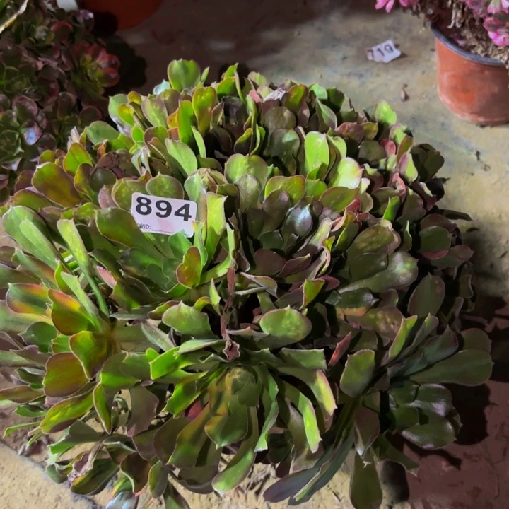 894邵修七彩多肉植物不售后