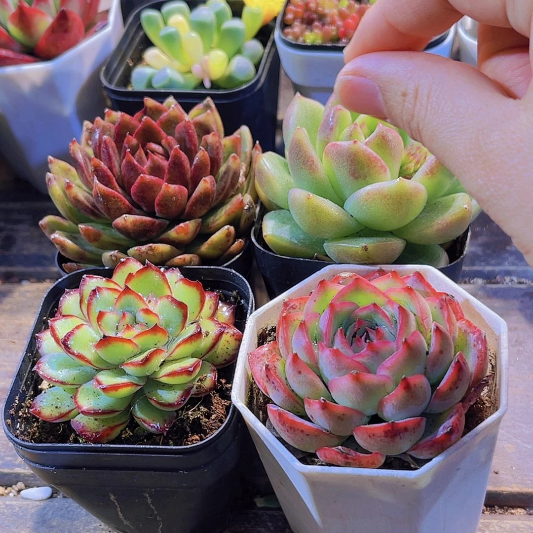 如图四盆11111111111