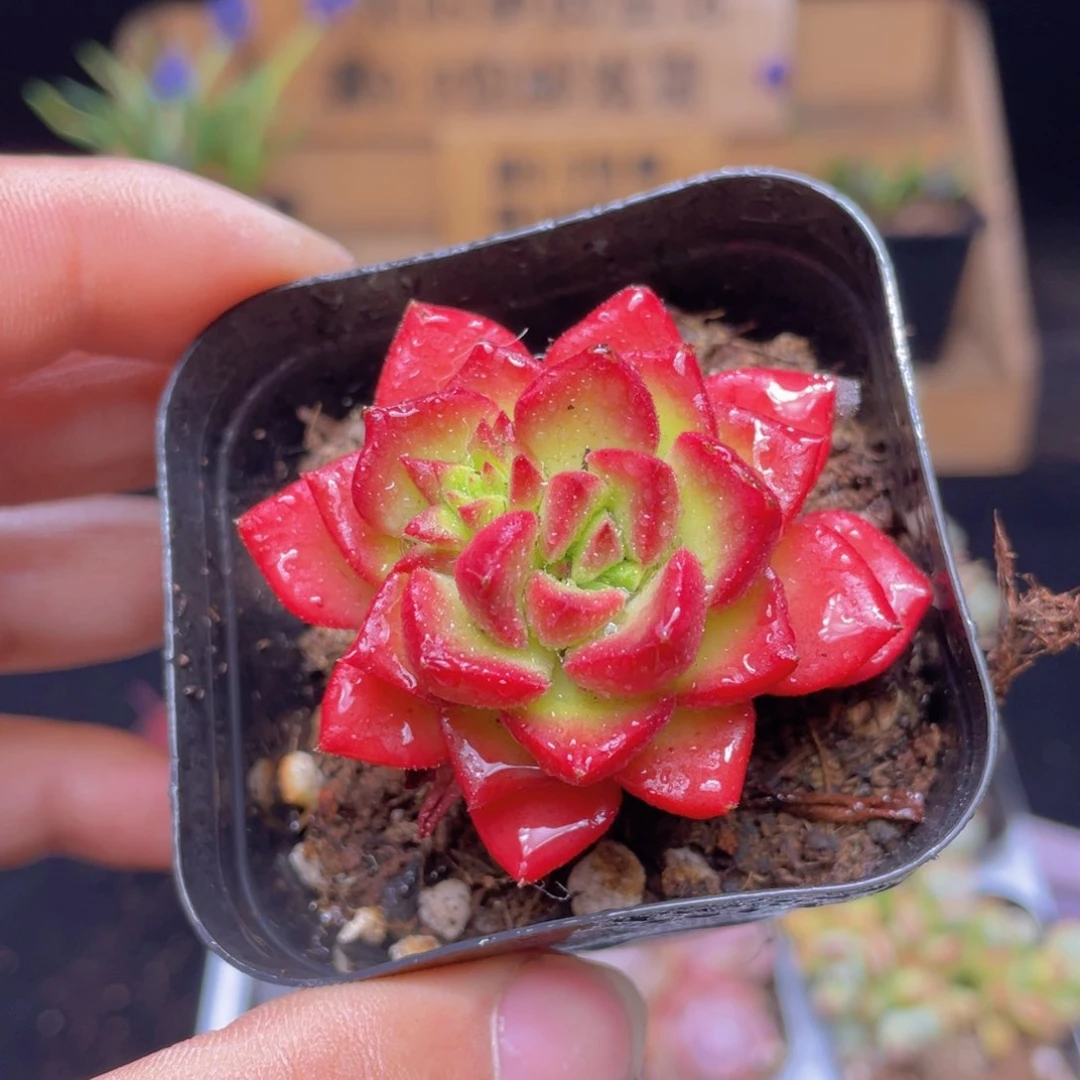 蒂亚多肉9.9包邮发货