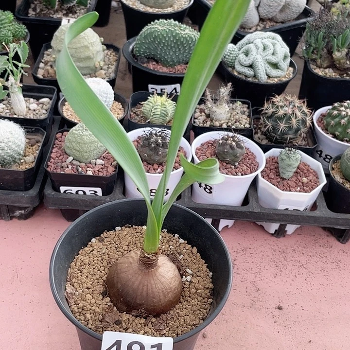 491石蒜科卷叶垂筒花