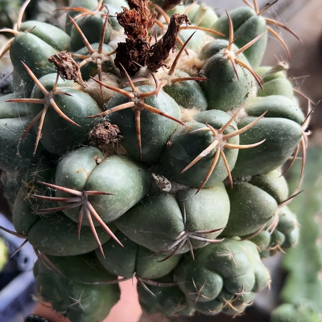 狂刺象牙仙人球368