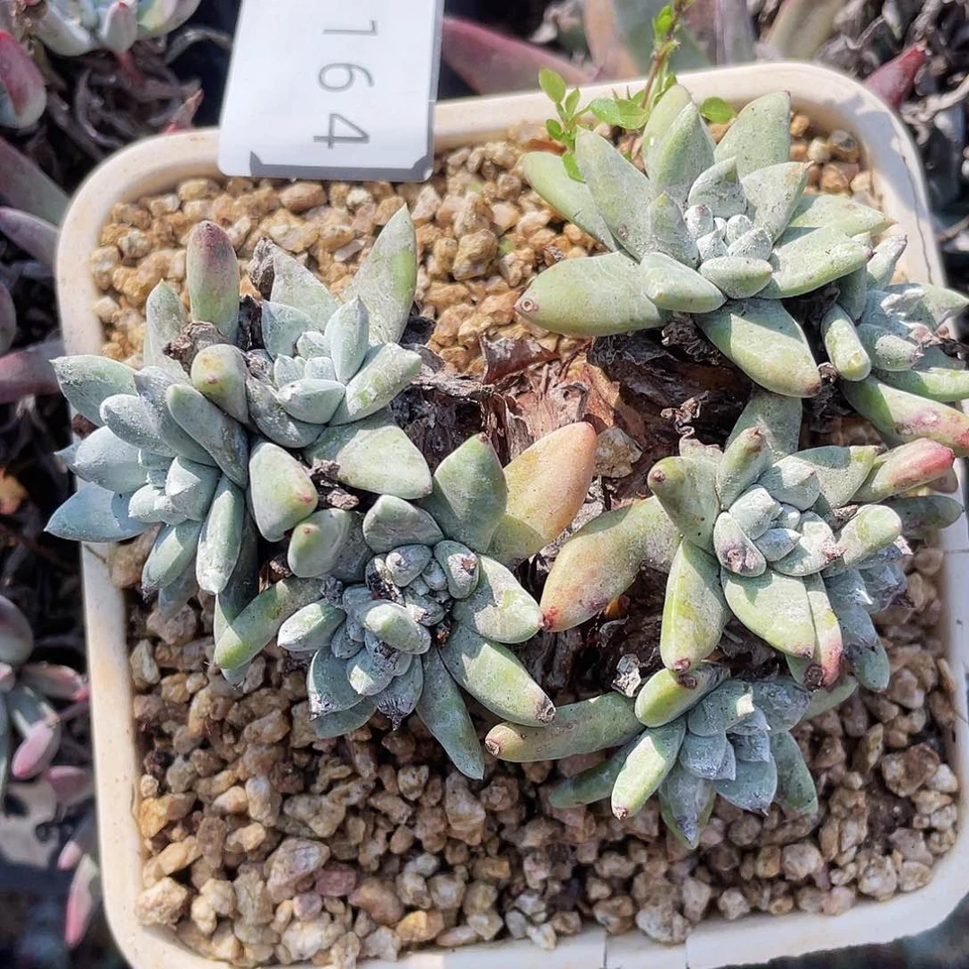 仙女杯多头老桩10164