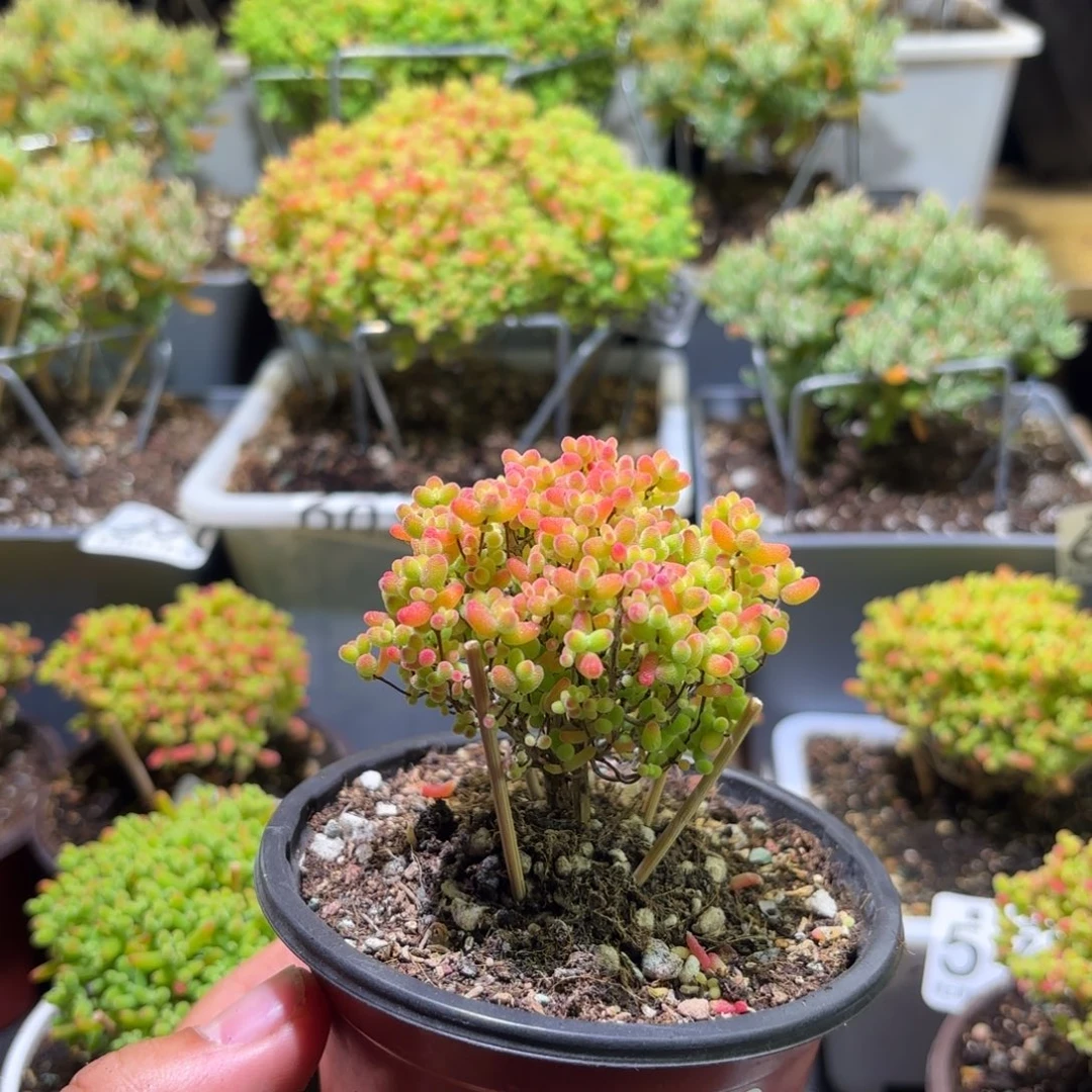 枝干番杏密橘糖球641