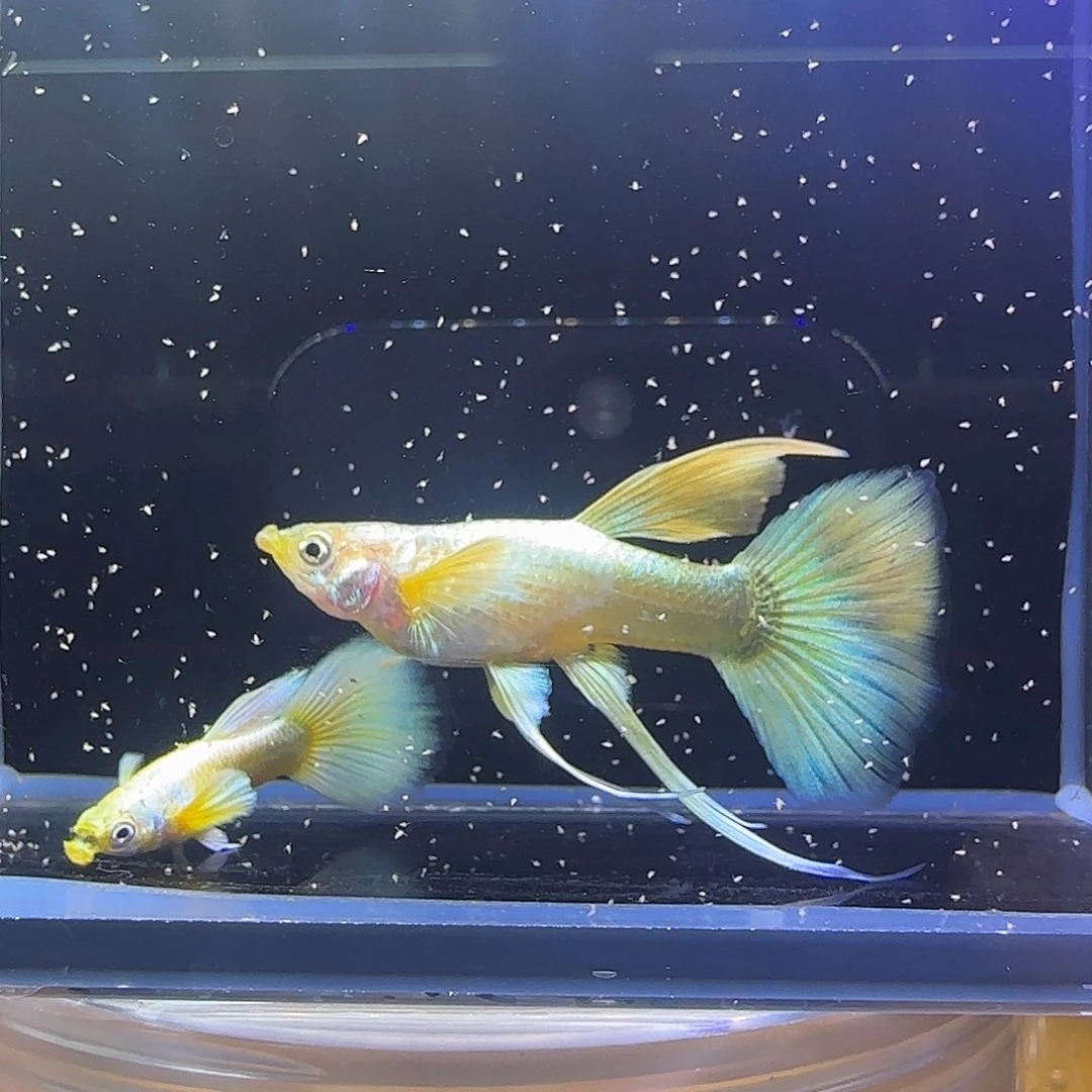 孔雀鱼关注主播可以竞拍