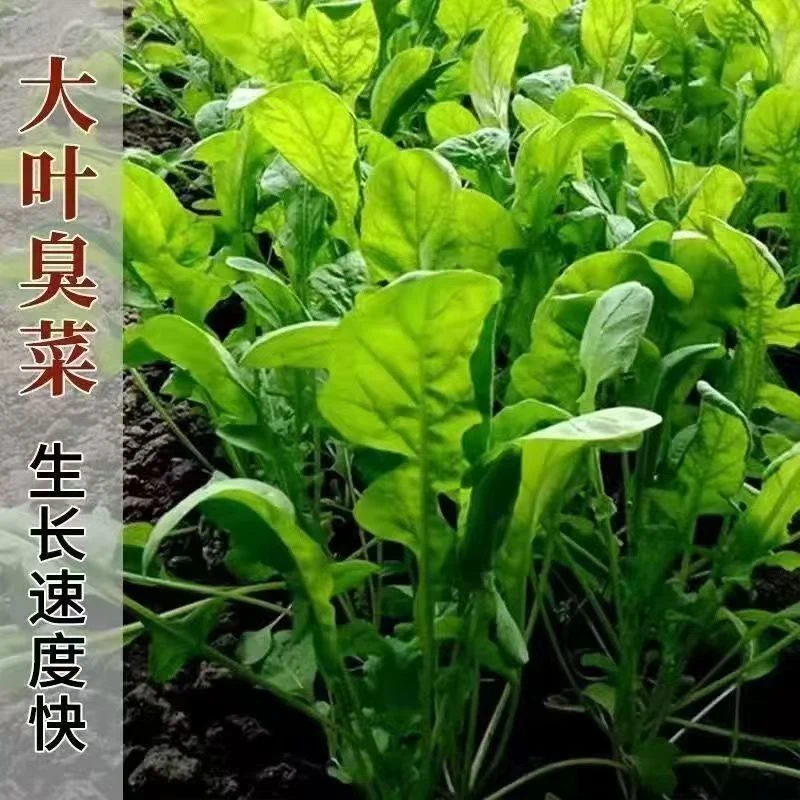 【全店满8包包邮】大叶臭菜种子
