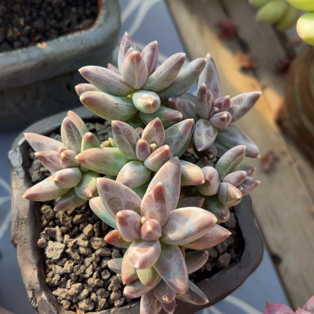 乌拉克拉群生无砍多头