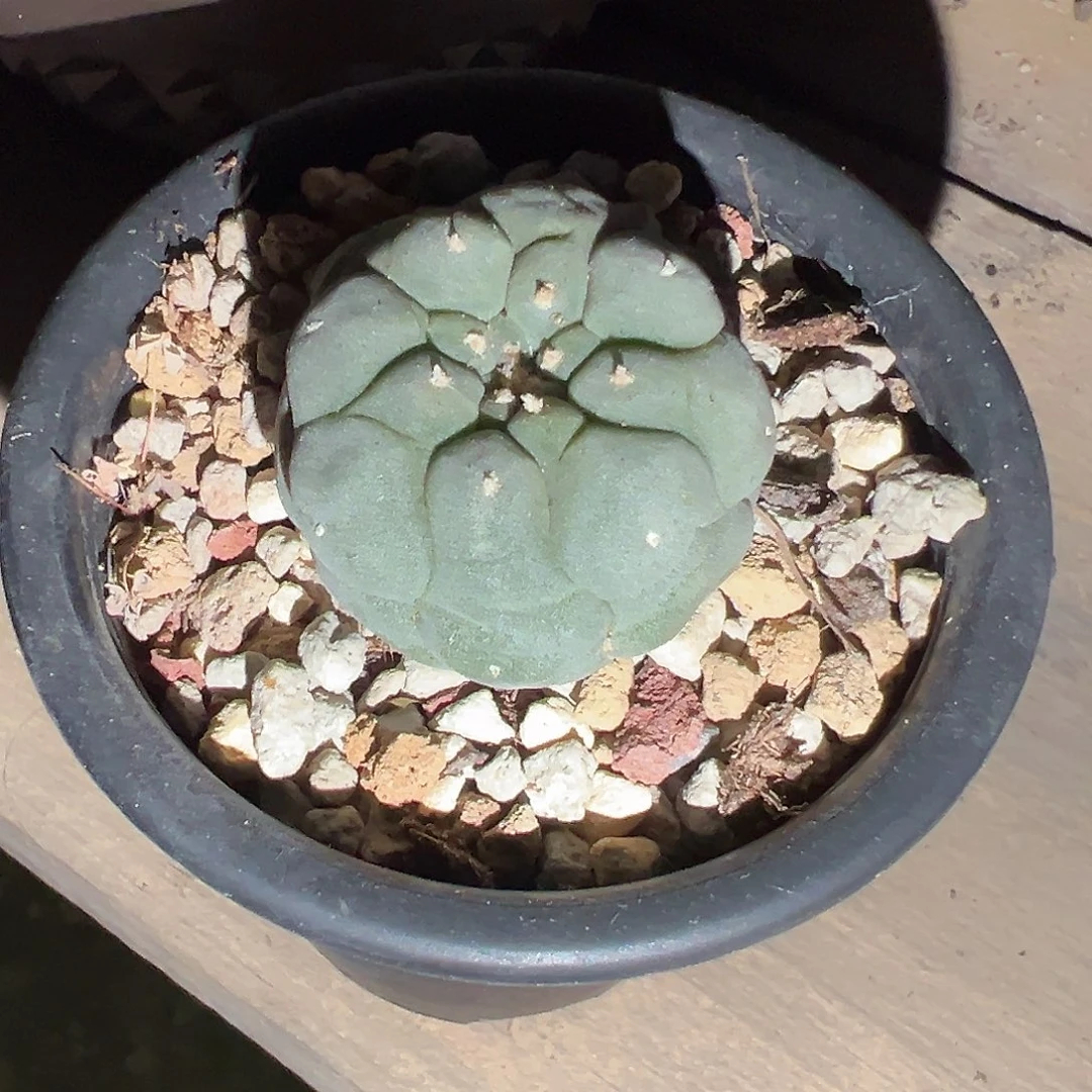 崔****式实生黑盆佛头银 仙人球