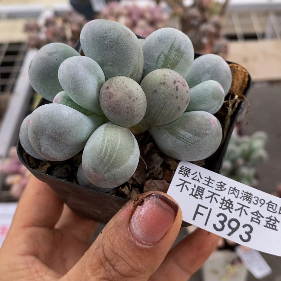 米可奶酪393/7c m