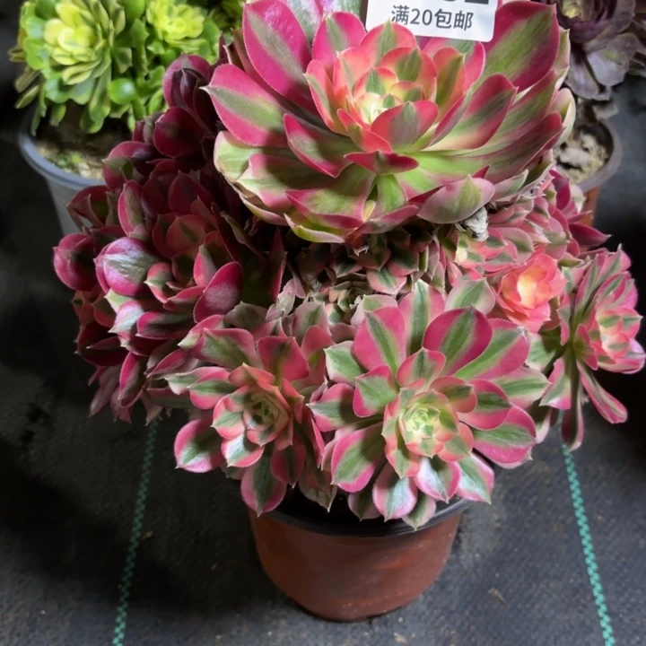 瑞妈一物一拍392