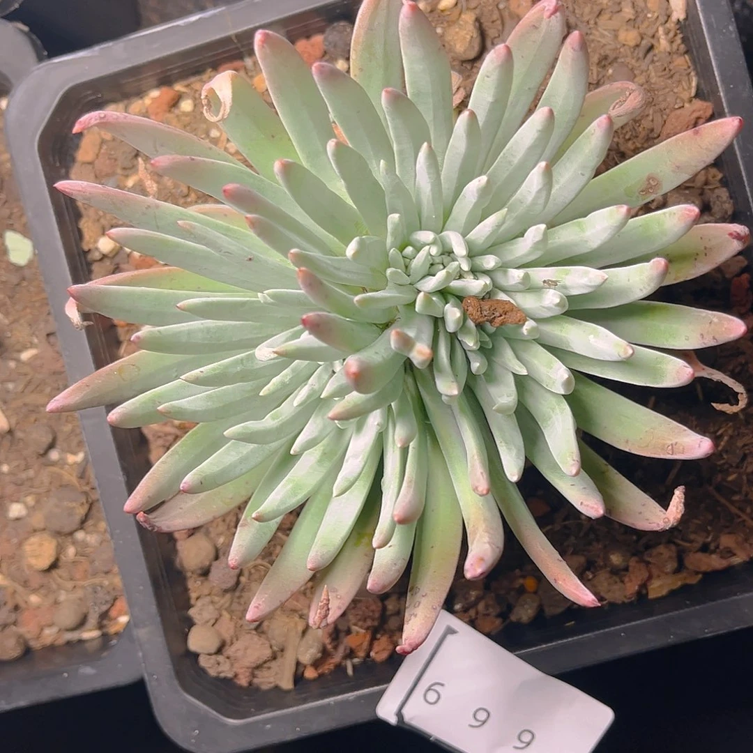 文森特老桩缀化4669