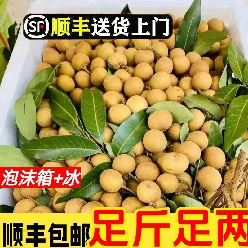 【顺丰冷链】正宗广西石峡龙眼当天新鲜现摘应季水果地标产品
