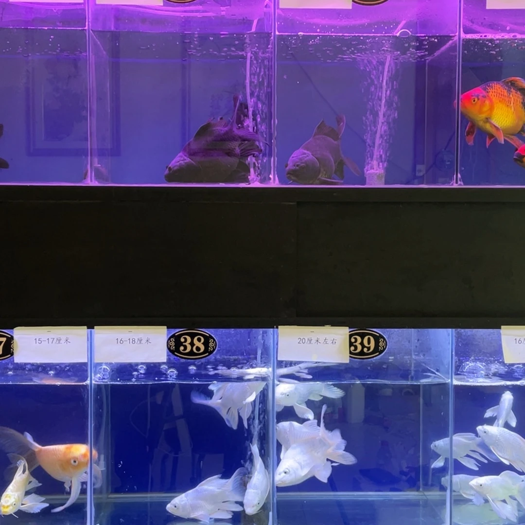 1***1蝴蝶鲤鱼微瑕包恢复五代墨蝶1