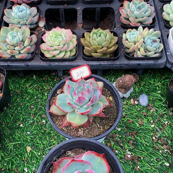 A234惊鸿仙子多肉