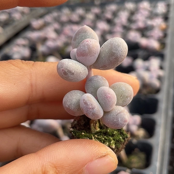 一物一拍满18包邮