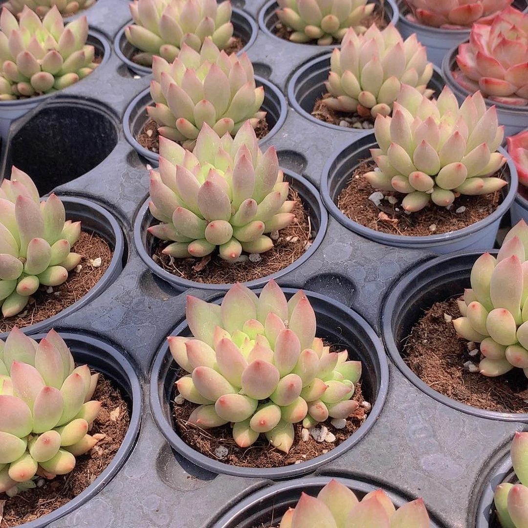 二代虞美人234677899900