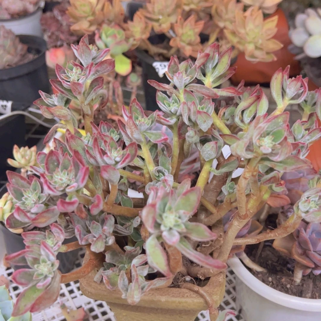 红兔儿整装整群两盆