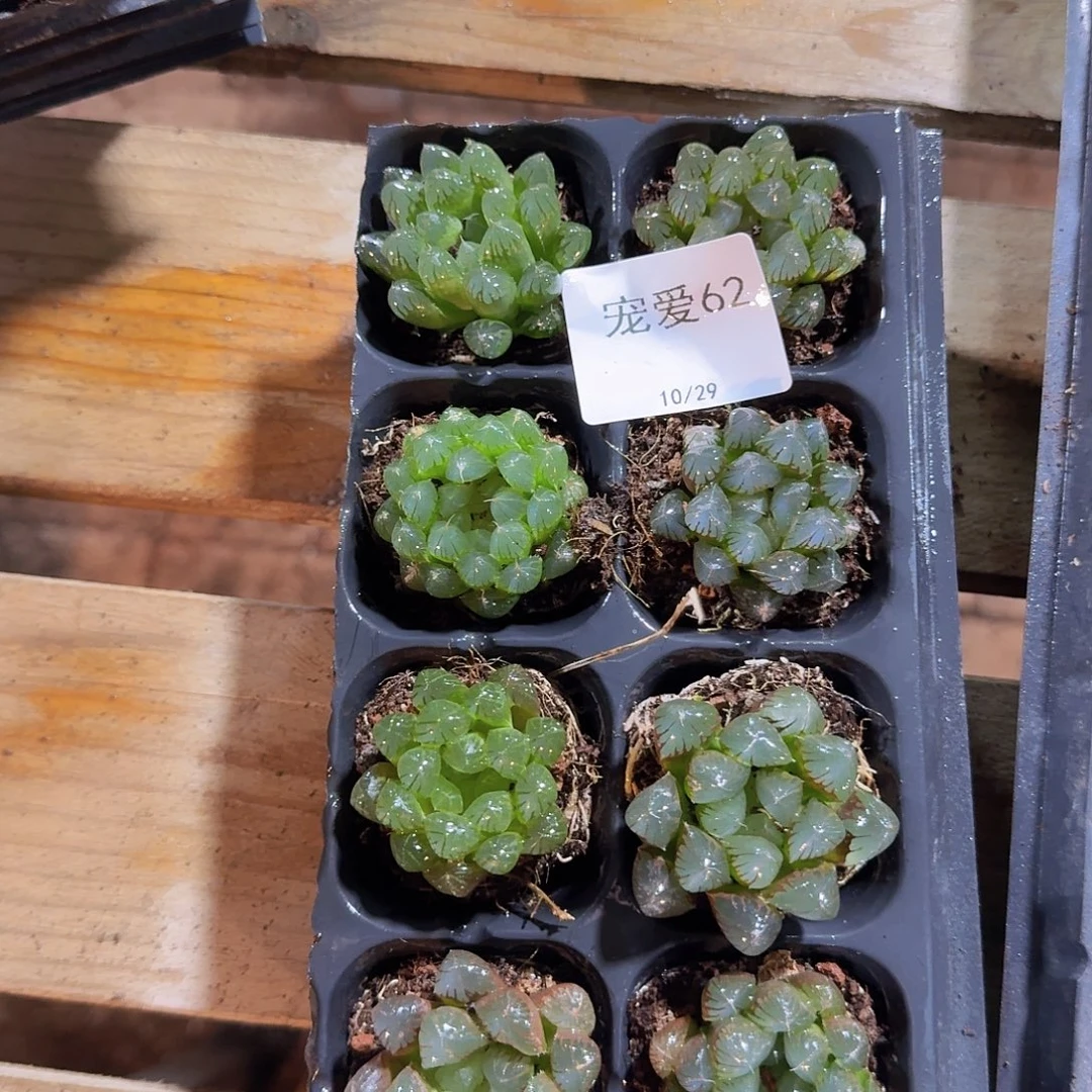 ****哈直播福利一物一拍62
