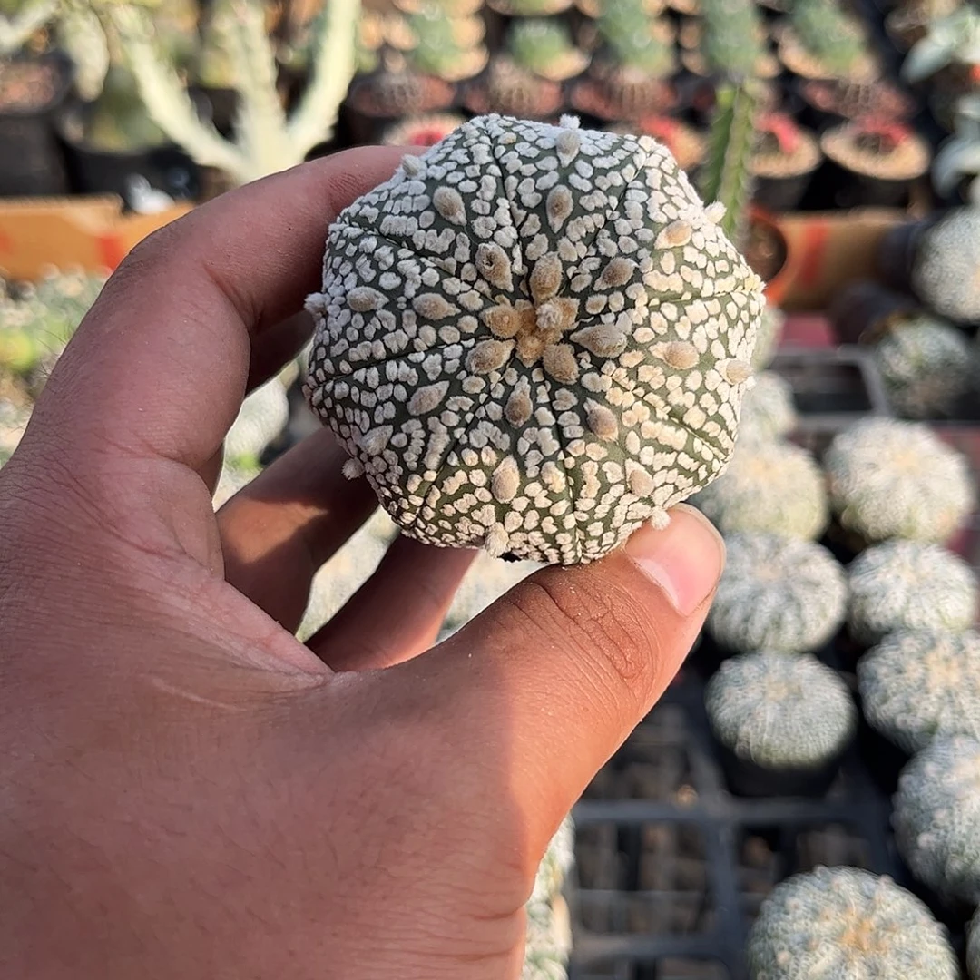 讨***季110501一物一拍单头