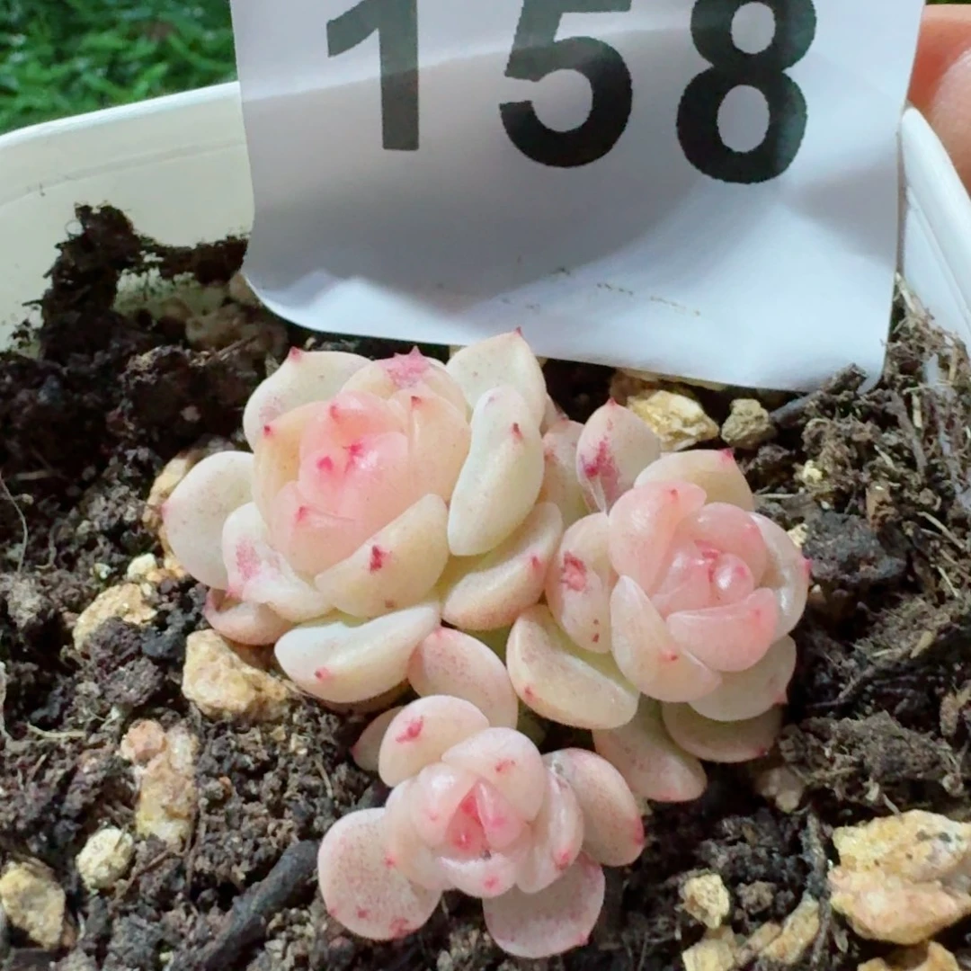 s****8甜心群         精品多肉