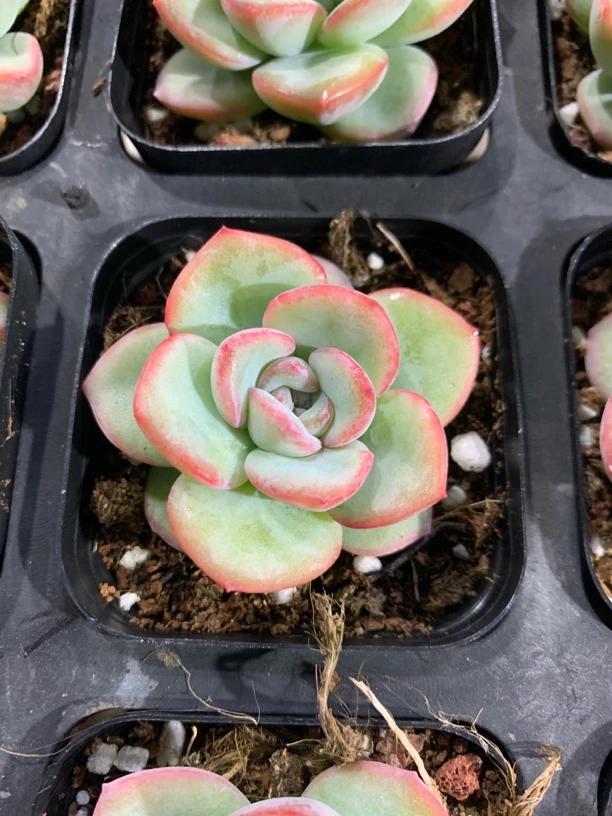 927号（凑单满12.8元包邮）奶油泡芙多肉