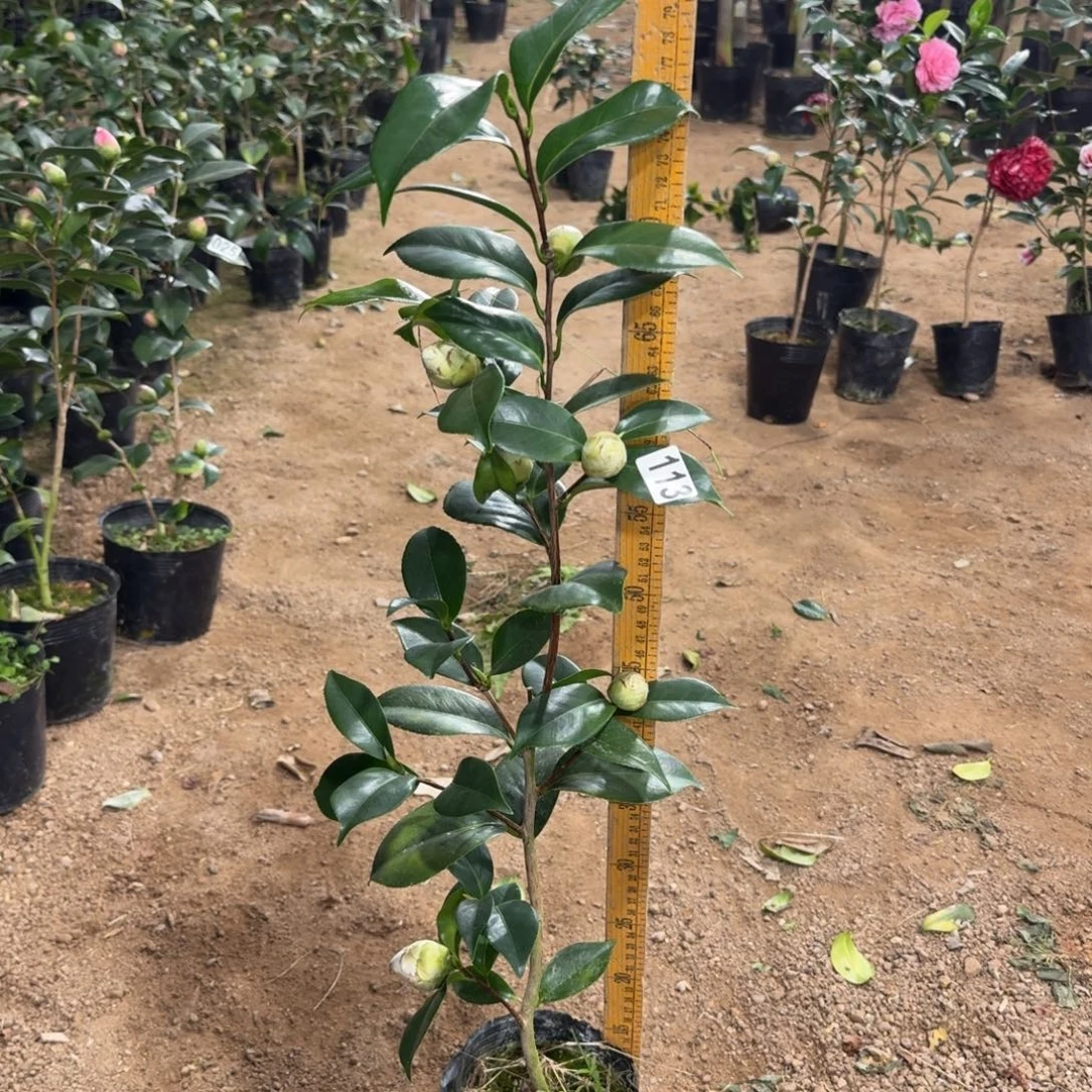 少量花朵（建议范围：2朵-5朵 或40%以下）113白乔伊