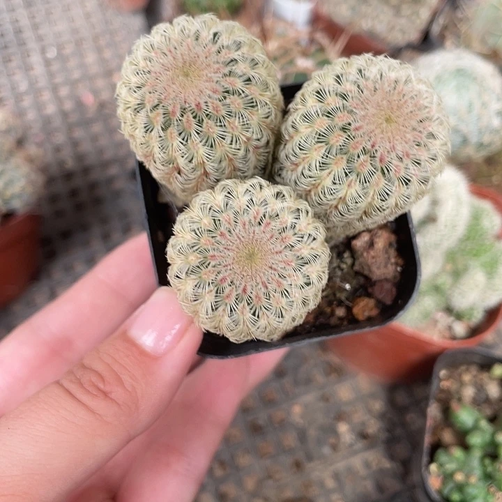 508仙人球开花仙人球