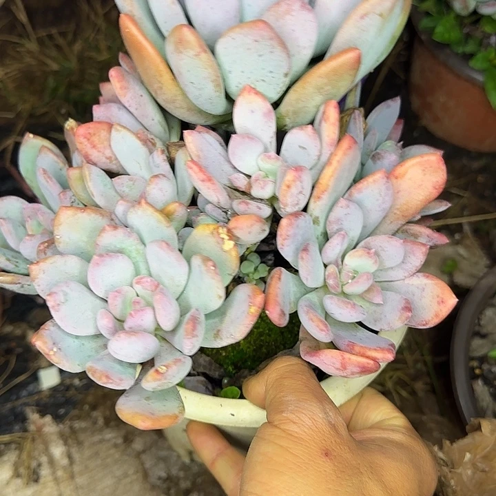 多肉植物一物一拍灰姑娘，621