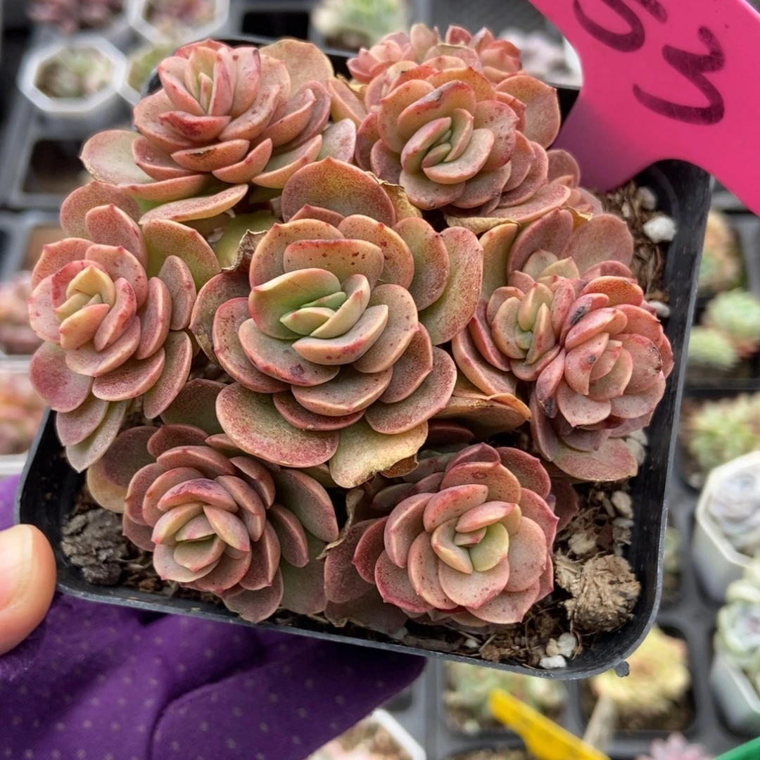 53秀妍锦多肉植物