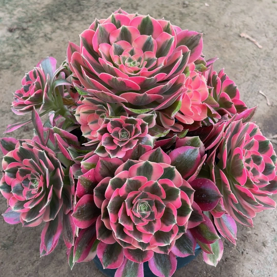 825粉女郎精品法师多肉