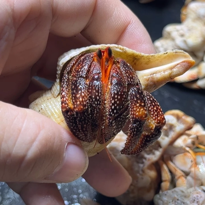 闪40黑莓2.5需要拍加热包