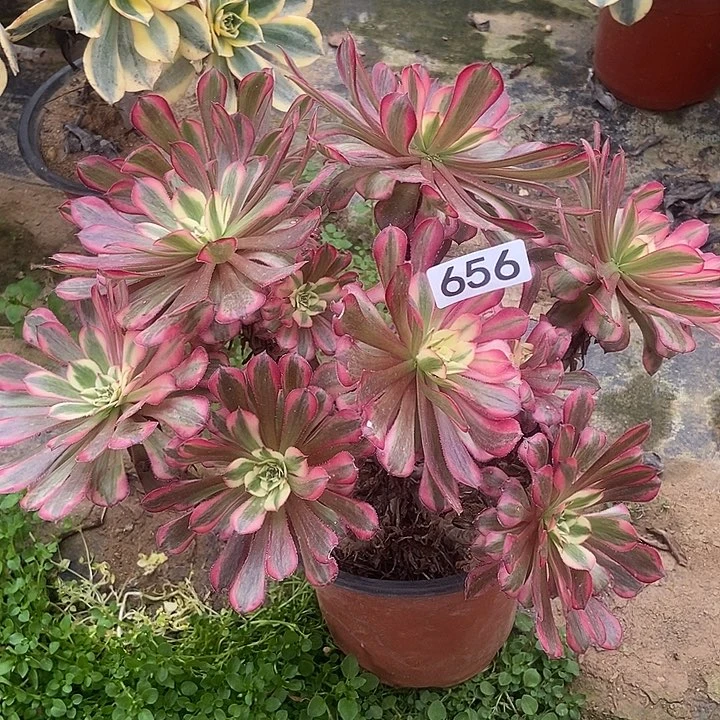 红同白丛林朵朵微瑕疵656多肉