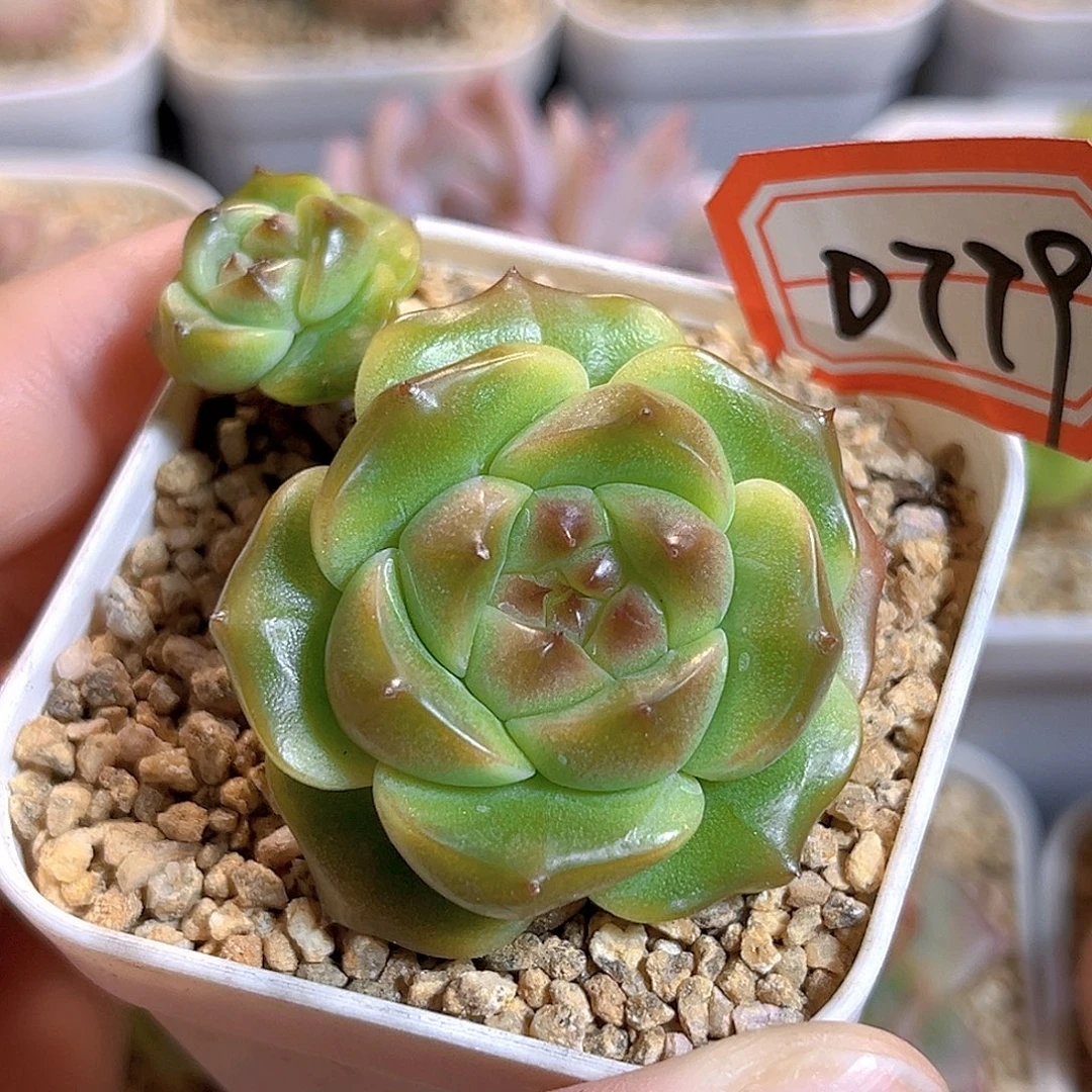 D779 一物一拍 菠菜