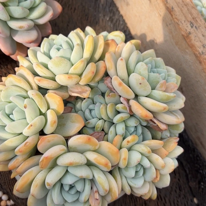 冷香大群多肉植物