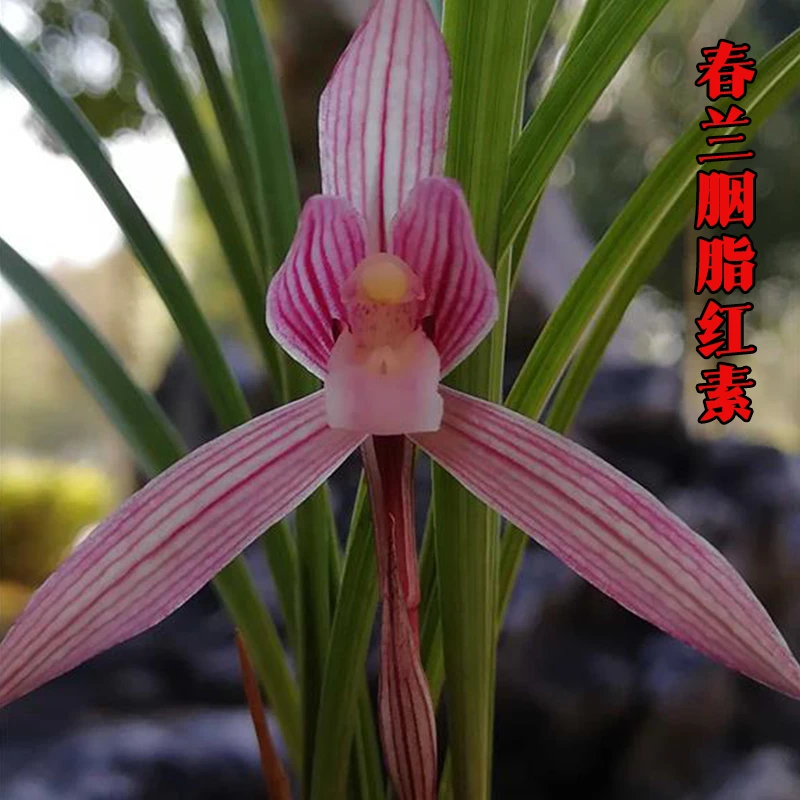 春兰名品【胭脂红素】终身包对版 假一赔十放心购买 冬季开花