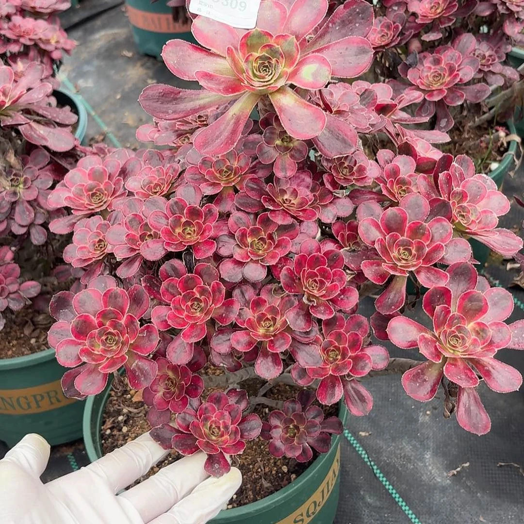 309想奶奶多肉植物发货