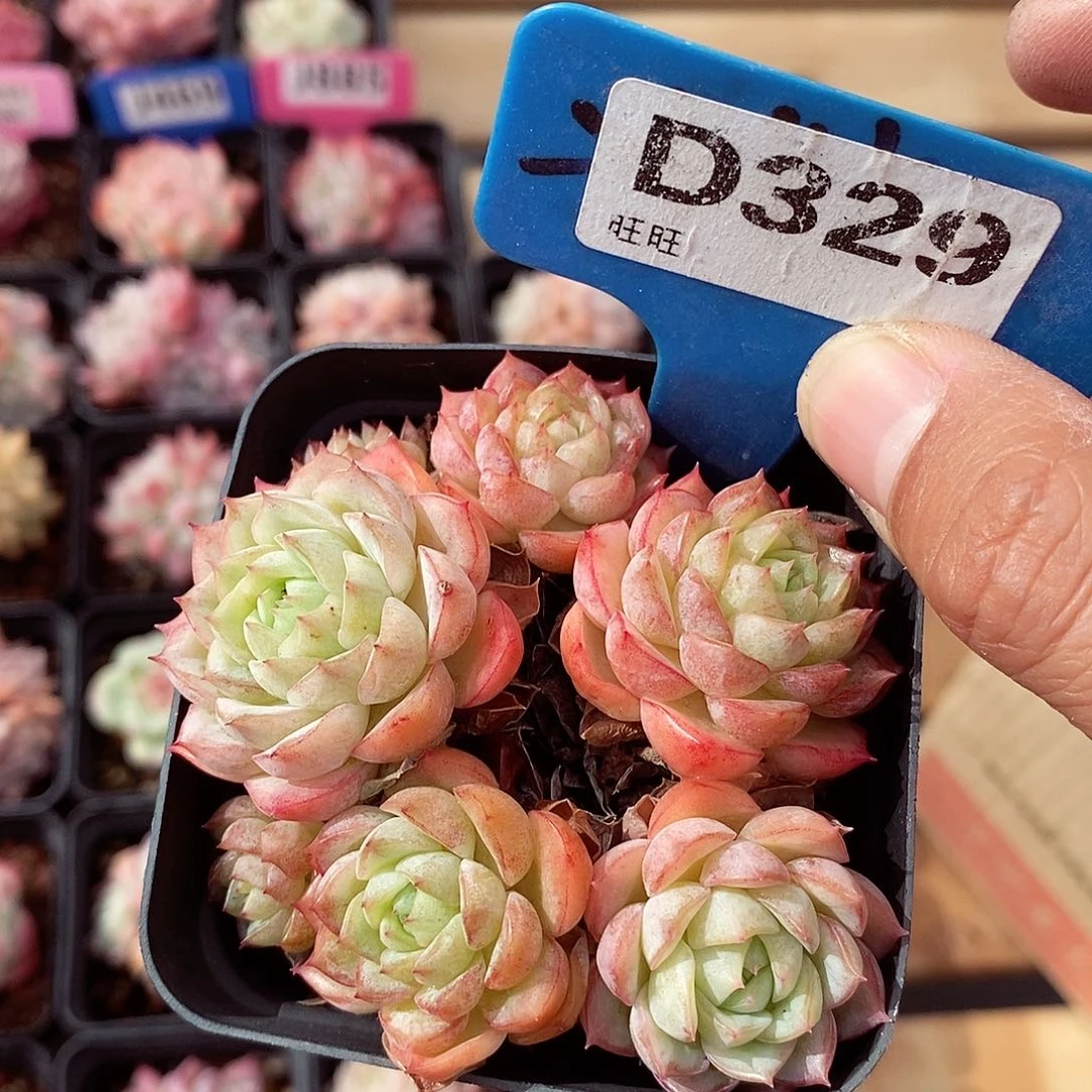 福利5cm左右多肉植物