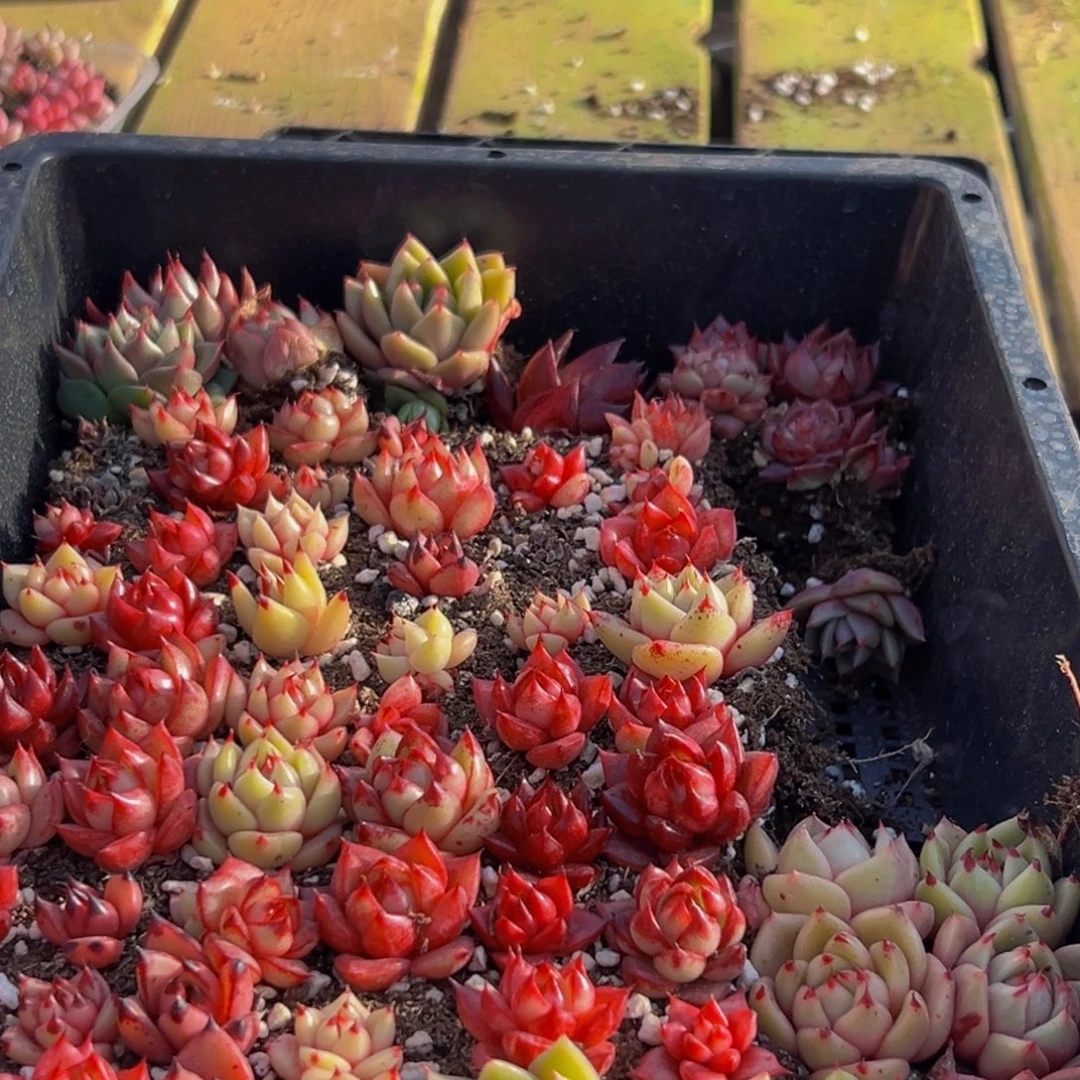 766多肉葡萄领导人物简介