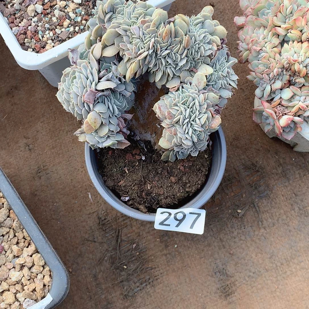 297 一物一拍多肉