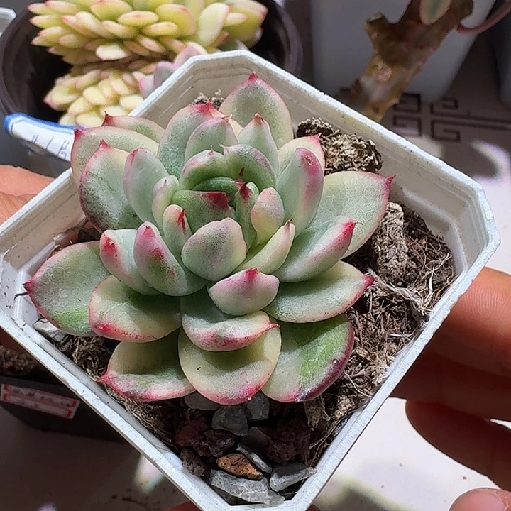 不知名锦腹轮锦锦