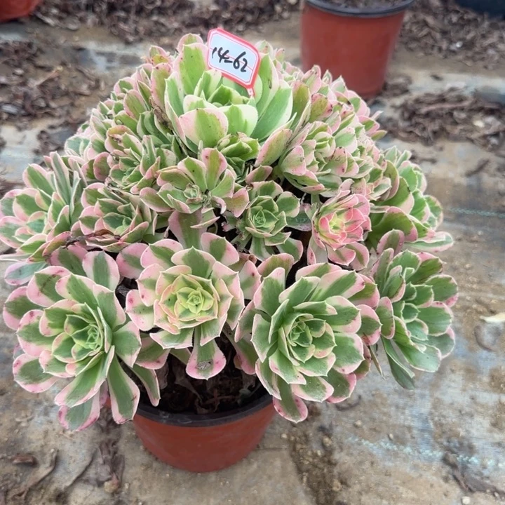 14-62粉玲珑无售后多肉植物