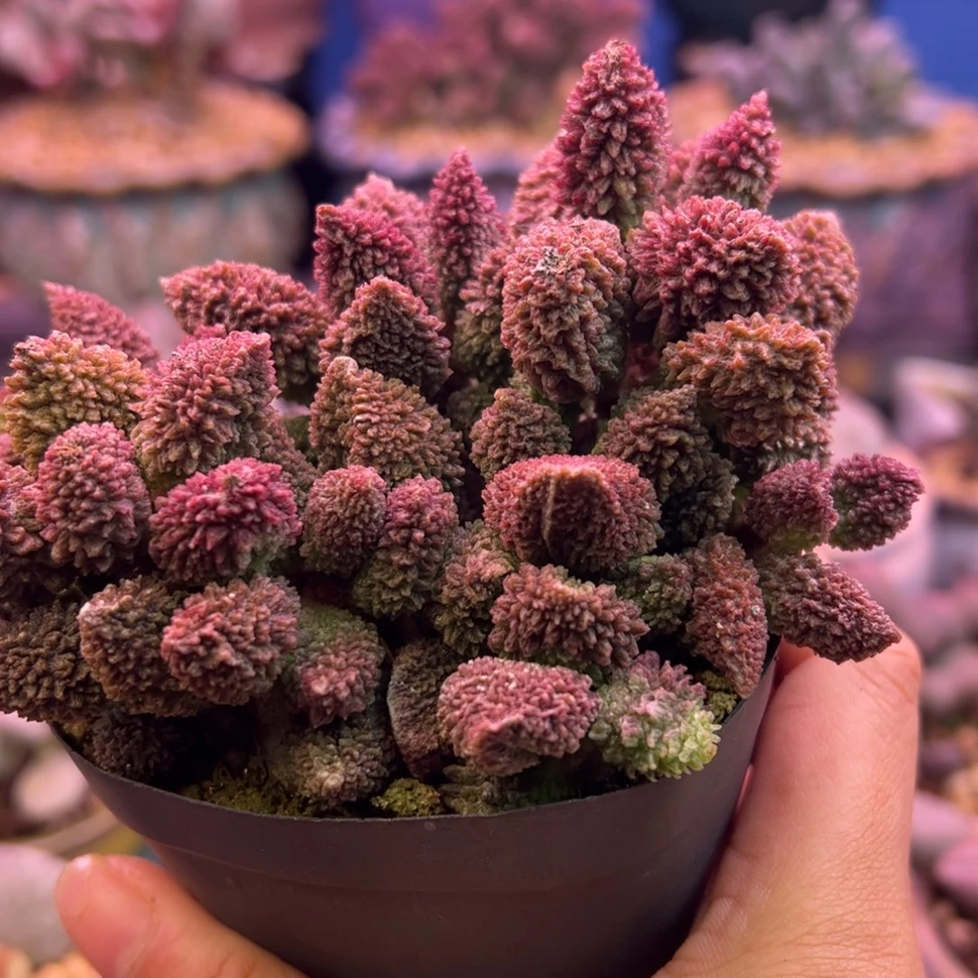 笨****我们都是好孩子呀。