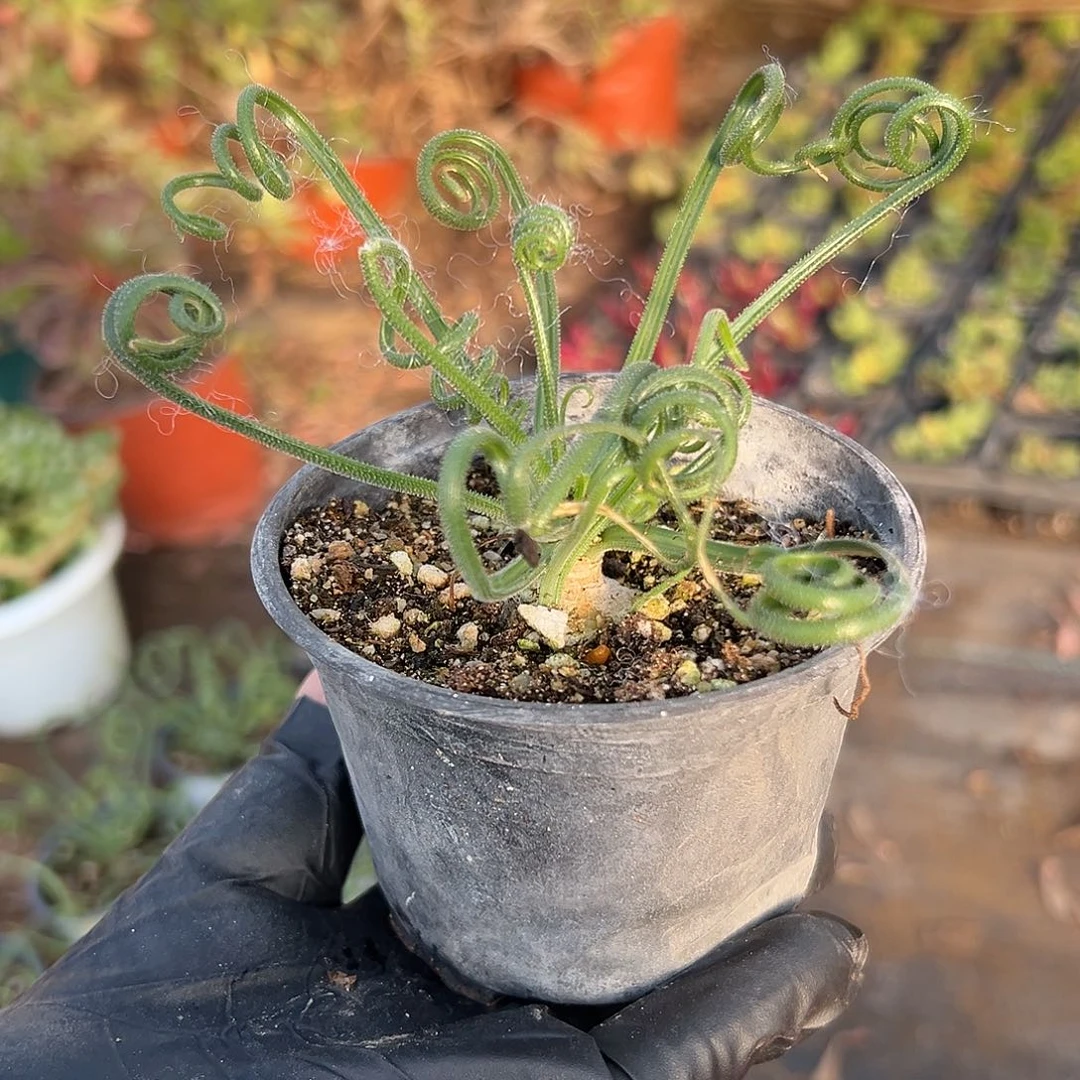 多肉植物毛叶弹簧草