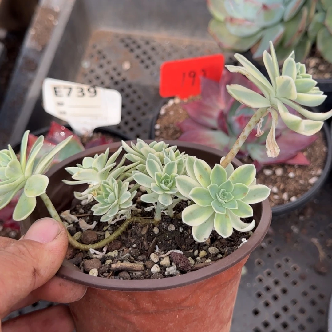 波化妆锦惊鸿一物一拍包装收缩花旱