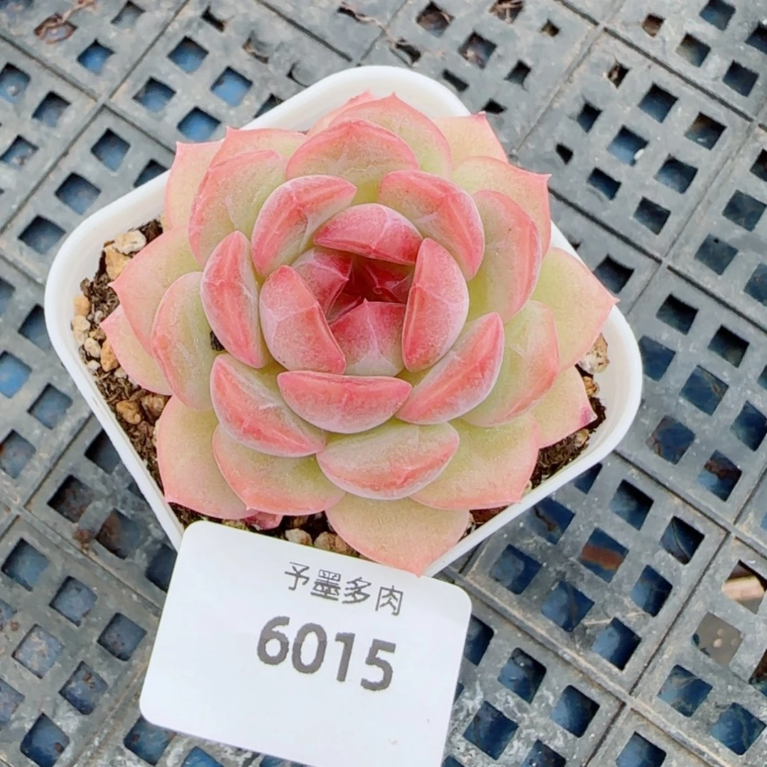 琴心，6015多肉植物