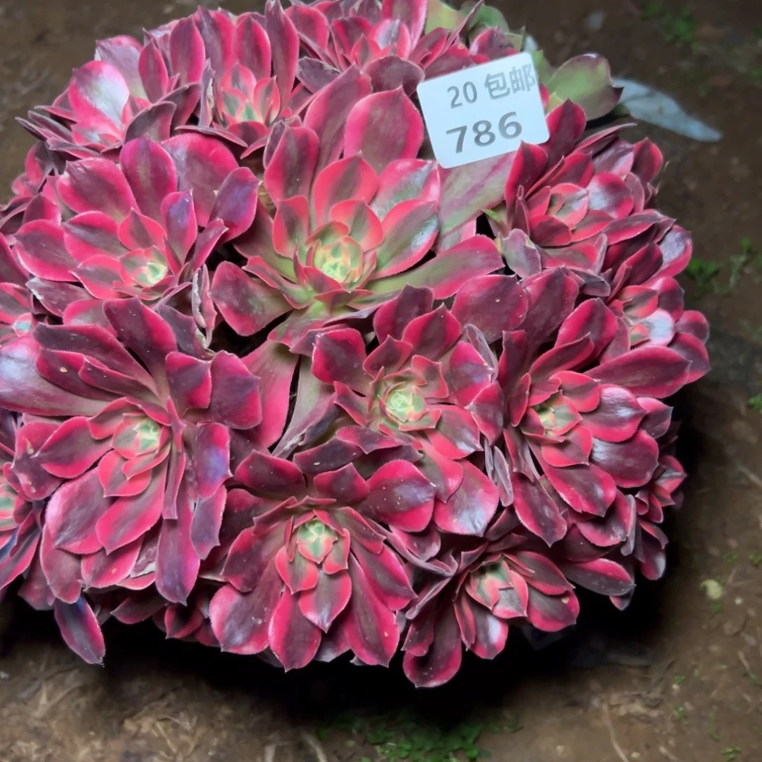 x***x786女妖，满20包邮嘟叮熊